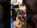 Adorable Assistance Dog Fosters Kittens