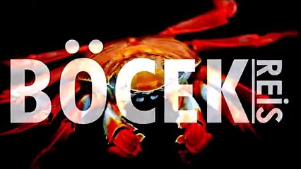 Dev Titan Böceği - Cerambyx Cerdo