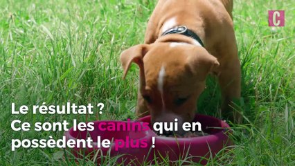 Chat ou chien, lequel est le plus intelligent ?