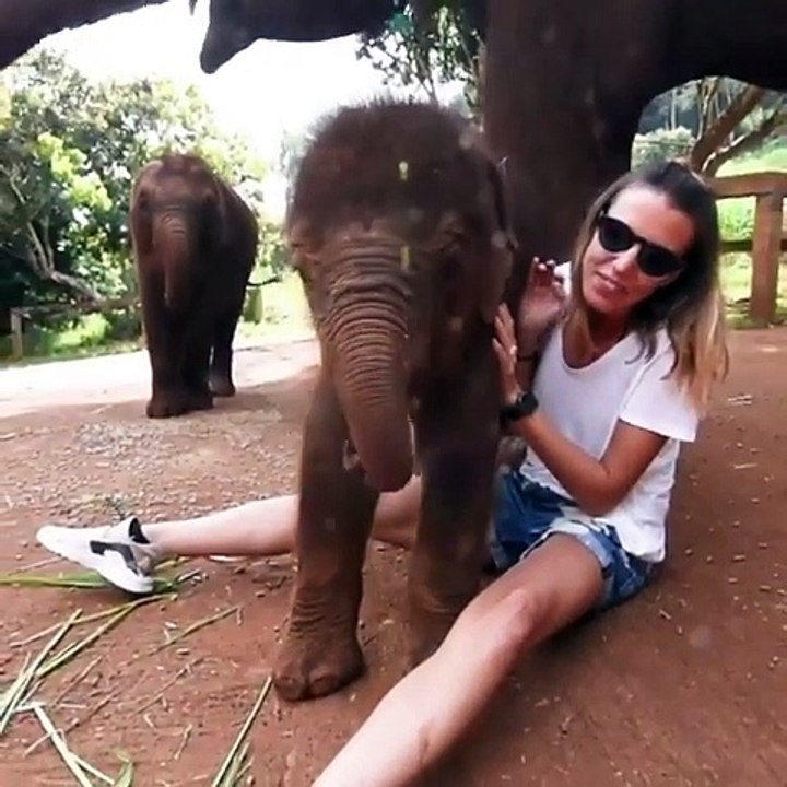 Ce bébé éléphant a trouvé un jouet : une touriste !!