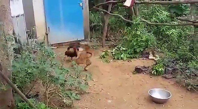 Amazing Cock and Dog fight - cock dominating Dog Whatsapp video