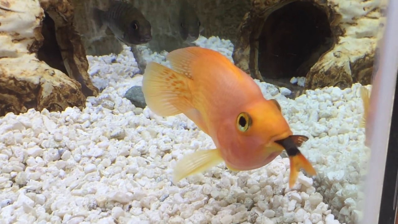 Ce poisson rouge gourmand en a gobé un autre... En entier