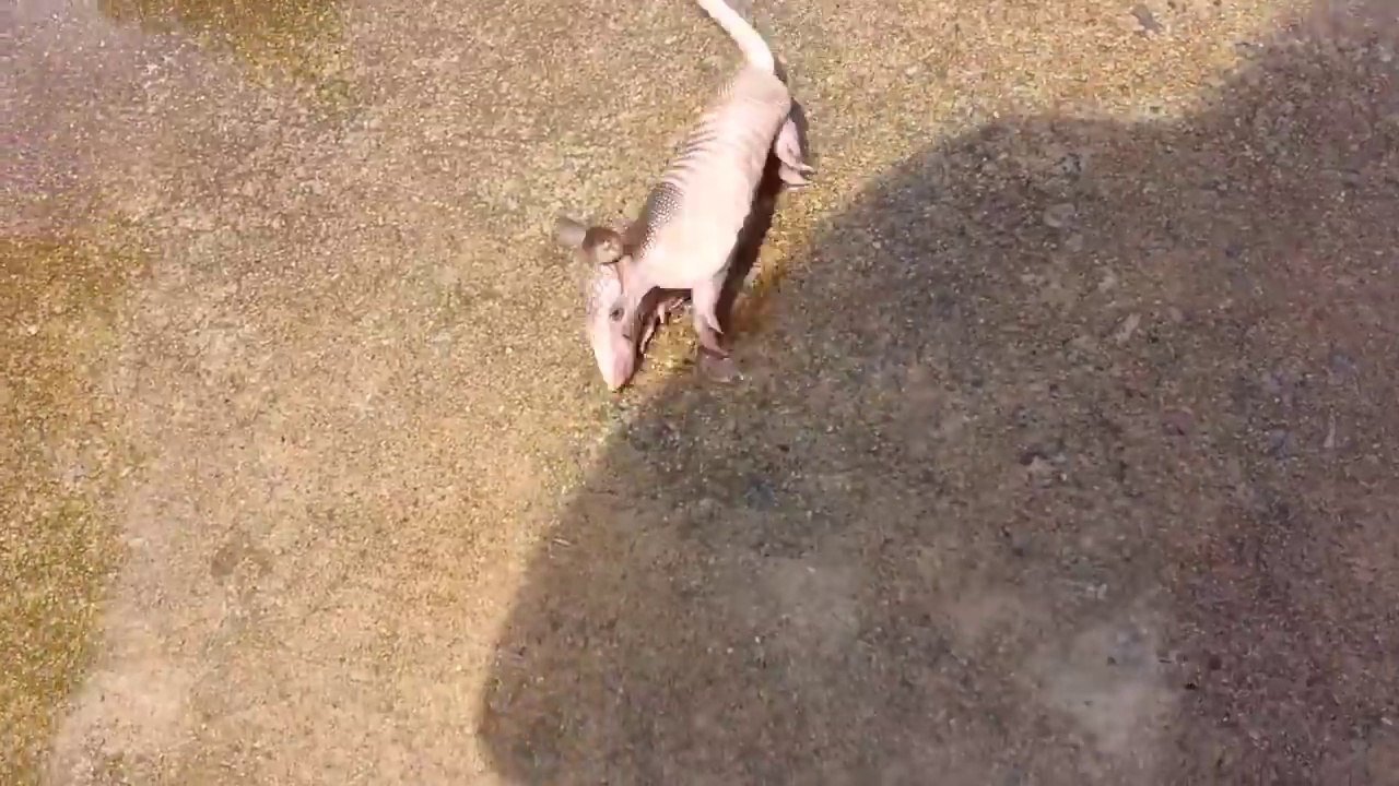 Elle trouve un bébé tatou abandonné dans son jardin. Animal adorable