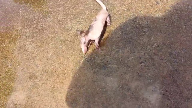 Elle trouve un bébé tatou abandonné dans son jardin. Animal adorable