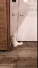 Smart cat GAZANFER open doors!