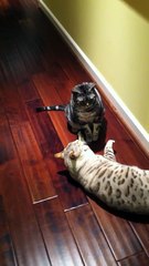 American Shorthair vs Bengal