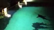 Un-homme-se-jette-dans-le-bassin-des-requins