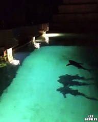 Un-homme-se-jette-dans-le-bassin-des-requins