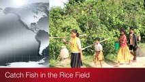 Amazing Children Catch fishes in Rice field in Siem Reap Province - How to catch Fish by Hand