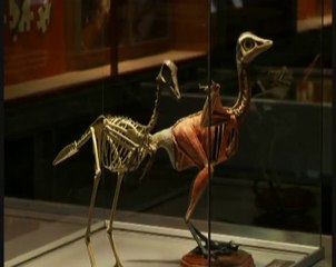 Cuando la Paleontología produce monstruos II