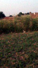 Cobra dancing and mating