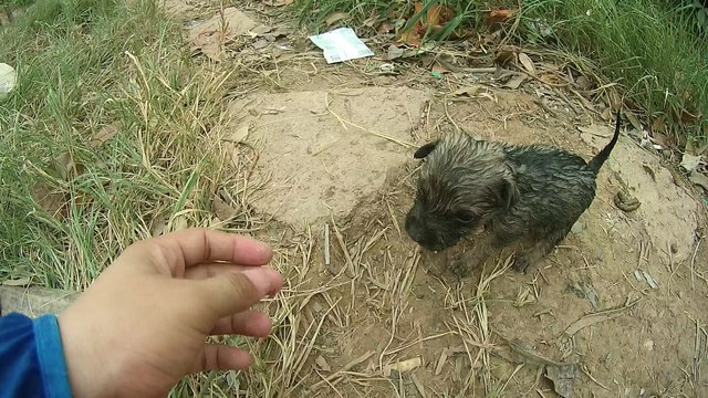 Kind Human Rescues Drowning Puppy