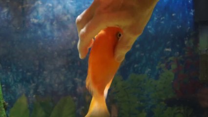 Download Video: Ce poisson rouge adore les caresses et jouer avec son maitre... Trop mignon