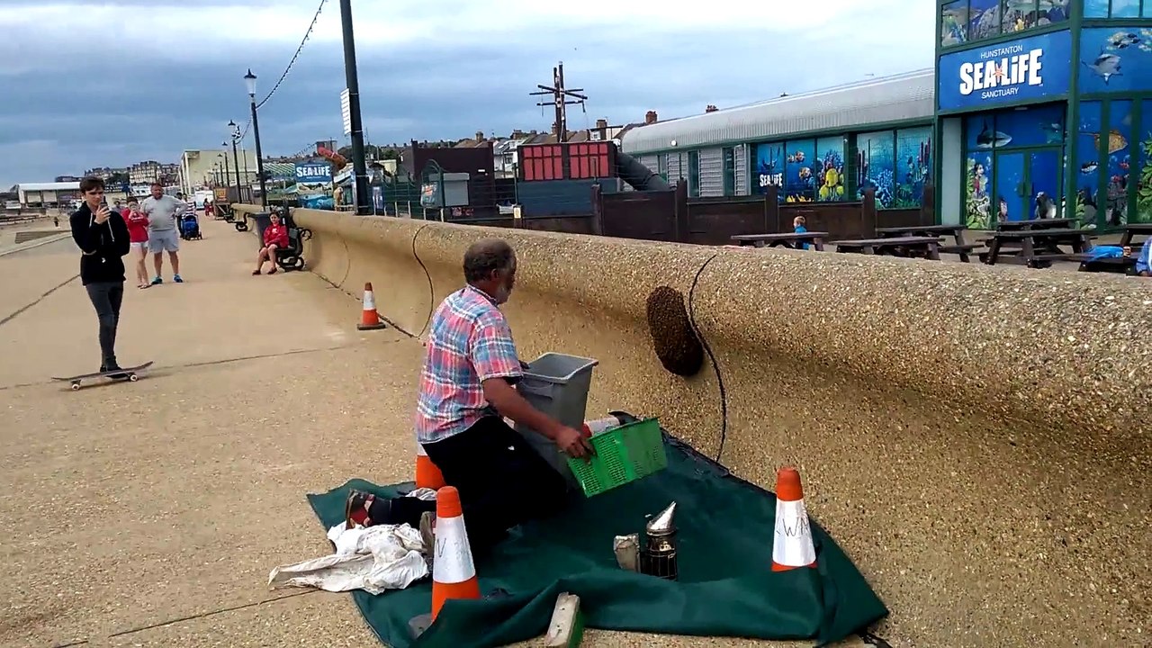 Un apiculteur récupère un essaim d'abeille en plein milieu de l'autoroute