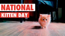 Most Adorable Kittens | National Kitten Day 2017