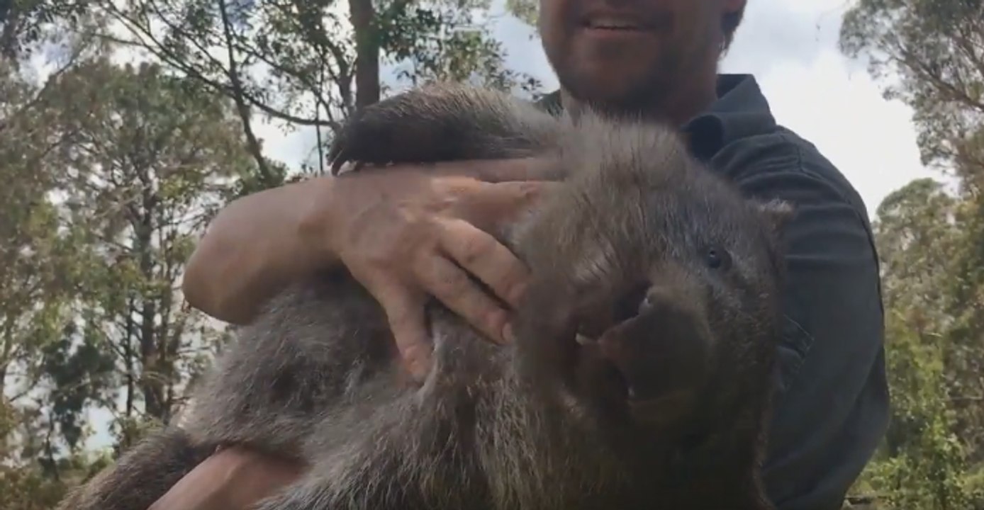 George the Wombat Follows 'Surrogate Mum' Around Reptile Park After Sleepover