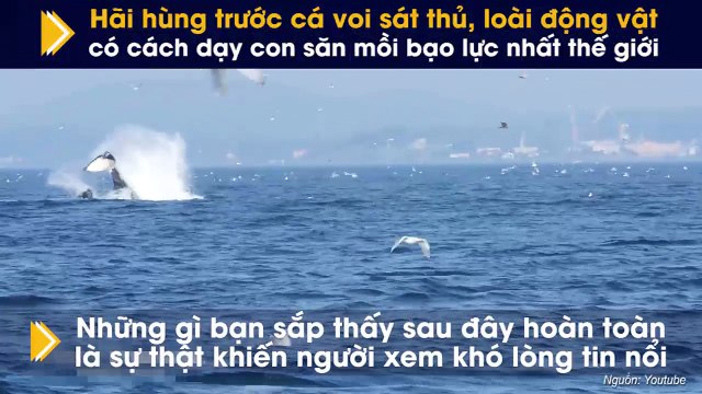 Hãi hùng trước cá voi sát thủ, loài động vật có cách dạy con săn mồi bạo lực nhất thế giới