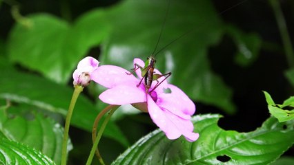 Insect searching for nectar in beautiful flower, nature captures high-quality 4k/30fps