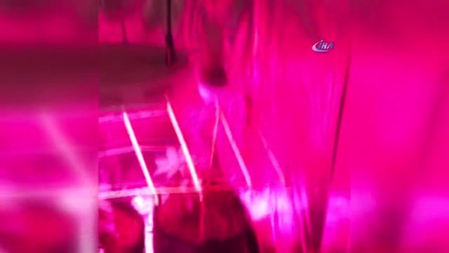 Yatak Odasını Hint Keneviri Bahçesi Yapan Şüpheliye Polis Baskını