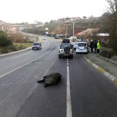 Beykoz'da Yola İnen Domuza Otomobil Çarptı