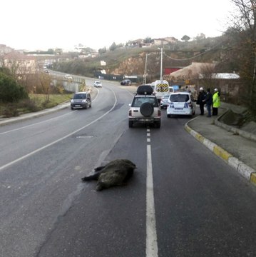 Beykoz'da Yola İnen Domuza Otomobil Çarptı