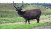 Amazing captures of Elk eating grass in beautiful background, high-quality 4k/30fps