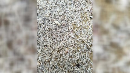 포항 해안 뒤덮은 작은 새우..."지진과 무관" / YTN