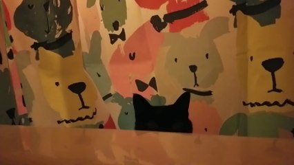 Quand ton chat déteste ta chanson et se venge
