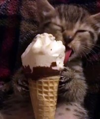 Ce chat aime tellement les glaces... Adorable