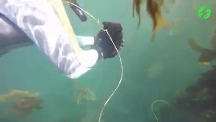 Download Video: Ce plongeur a attrapé une limace de mer géante. Animal impressionnant