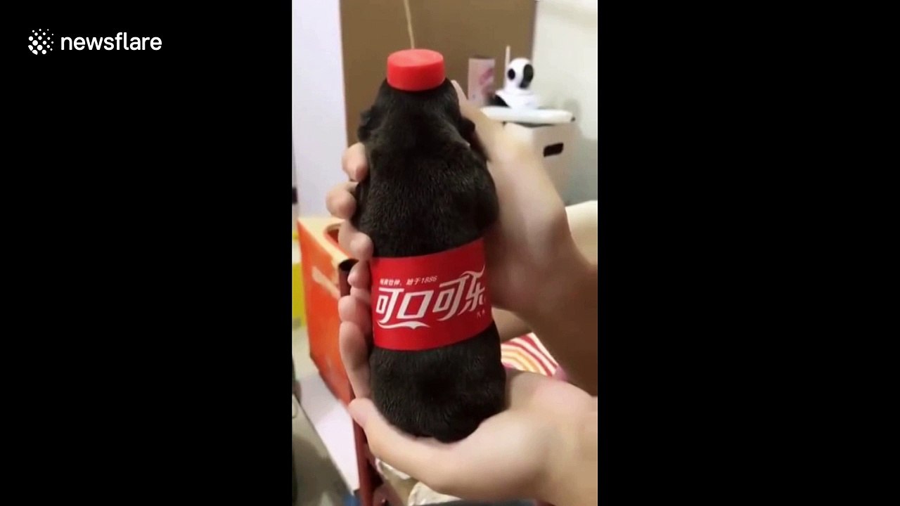 Man dresses up tiny puppy as bottle of Coca-Cola