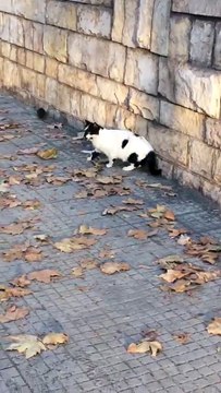 Bari: grosso topo a Japigia
