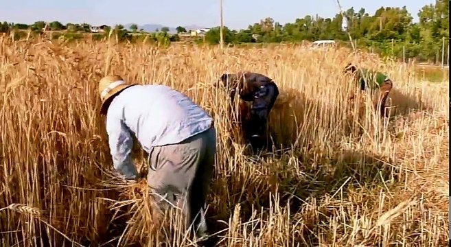 Sembrando Esperanza - 8 causas que impactaron al mundo Servicio a la humanidad , 500 años Reforma Protestante - Francisco Reyes, Rosario Jiménez, José Pablo Sanchez, Eduardo Hernández - 02.02.2017