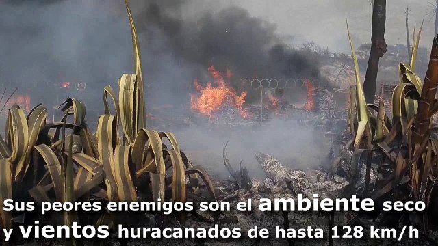 California sigue combatiendo incendios avivados por vientos huracanados