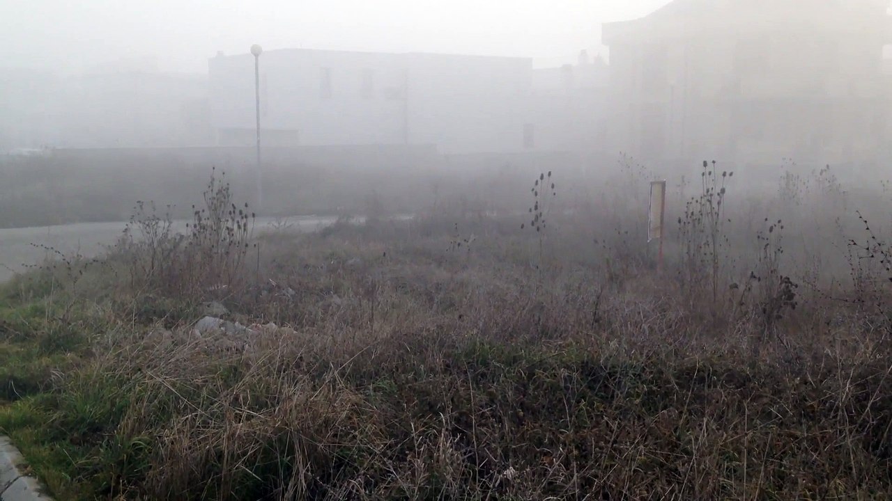 Fog in early Spring