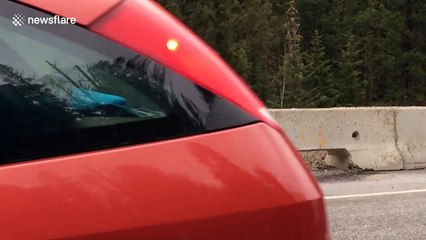 Mama bear rescues baby bear