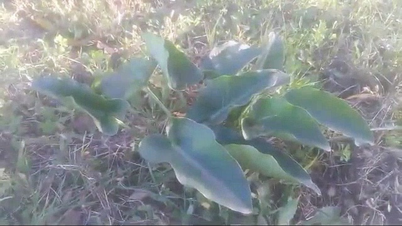 Yılan yastığı otunun videosu