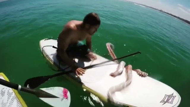 Quand un calamar géant ne veut plus lacher la planche d'un surfeur.