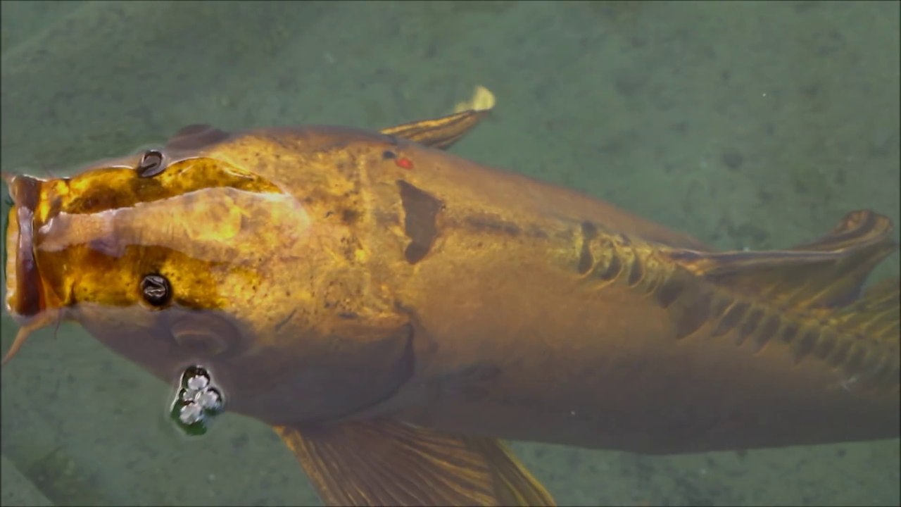 Voici l'animal de compagnie le plus cher du monde : une carpe Koï à 2 millions de dollars