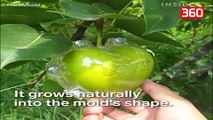 Zbulohet me ne fund misteri pse ne internet shohim fruta me forma te ndryshme (360video)