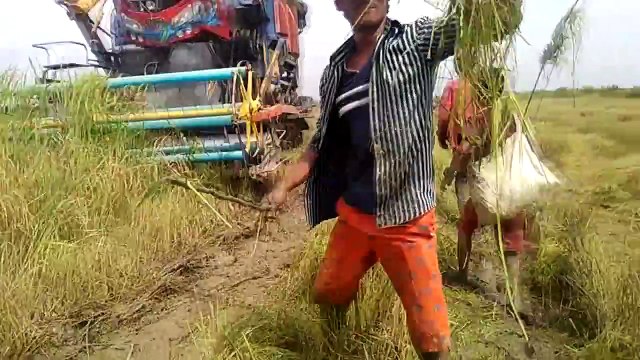 Cambodia catching animals - Beautiful girls catching birds in the fields