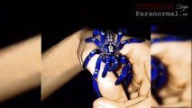 TARÁNTULA AZUL (Poecilotheria metallica) - Terror Paranormal MX