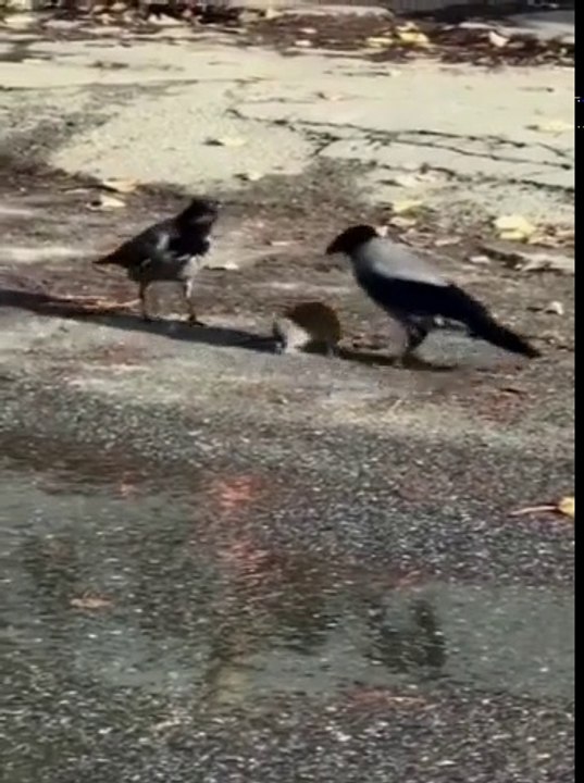 Kargayla farenin kavgası kamerada