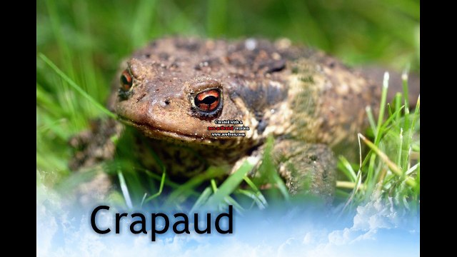 Les batraciens - amphibiens (voix) البرمائيات