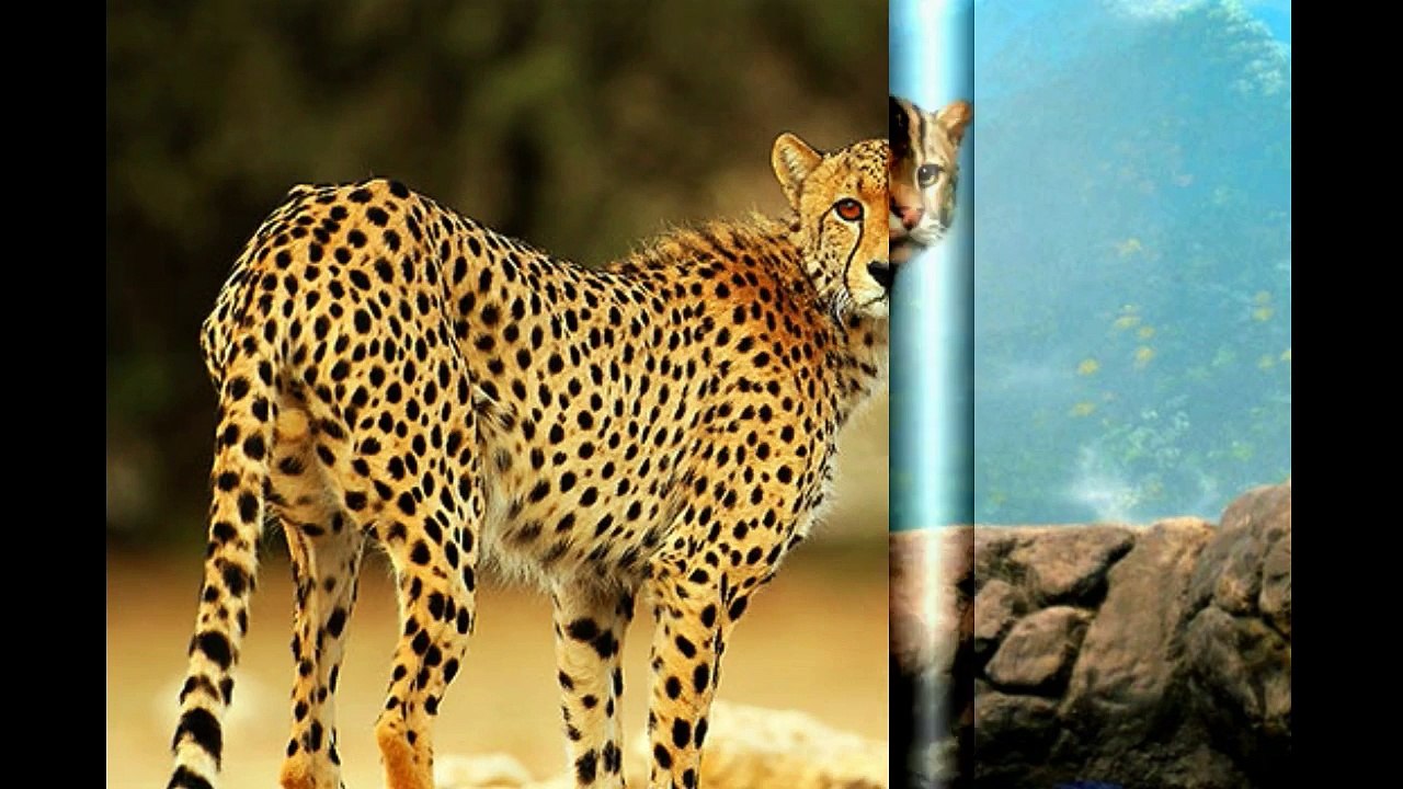 Les félins ( Félidés ) mammifères carnivores السنوريات