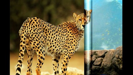 Les félins ( Félidés ) mammifères carnivores السنوريات