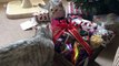 Cute cats in Santa suits get excited over Christmas presents