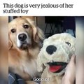 dog is very jeleous of a stuffed toy Funny Video