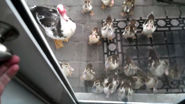Quand tu te fais suivre par des dizaines de bébés canards