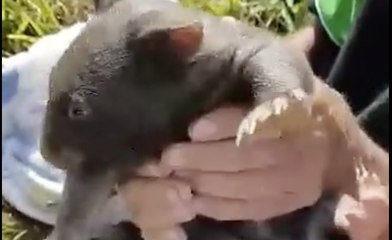 Baby Wombat Pulled From Dead Mother's Pouch on Bendigo Road